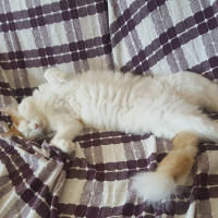 Tekir Kedi, Kedi  Pamuk, Nele fotoğrafı