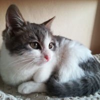 Tekir Kedi, Kedi  Pamuk, Nele fotoğrafı