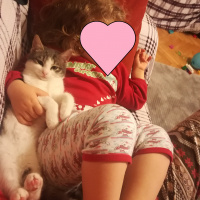 Tekir Kedi, Kedi  Pamuk, Nele fotoğrafı
