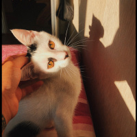 Tekir Kedi, Kedi  Alvin fotoğrafı