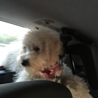 Poodle(Standart Kaniş), Köpek  Disney fotoğrafı