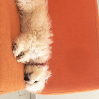 Poodle(Standart Kaniş), Köpek  Disney fotoğrafı