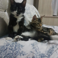 Tuxedo (Smokin) Kedi, Kedi  zeytin fotoğrafı