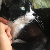 Tuxedo (Smokin) Kedi, Kedi  zeytin fotoğrafı