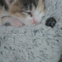 Tekir Kedi, Kedi  Latte fotoğrafı