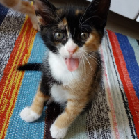 Sarman, Kedi  Venüs fotoğrafı