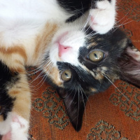 Sarman, Kedi  Venüs fotoğrafı