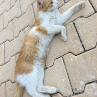 Tekir Kedi, Kedi  Mişa fotoğrafı