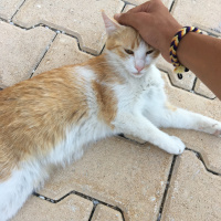 Tekir Kedi, Kedi  Mişa fotoğrafı