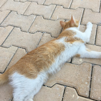 Tekir Kedi, Kedi  Mişa fotoğrafı