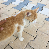 Tekir Kedi, Kedi  Mişa fotoğrafı