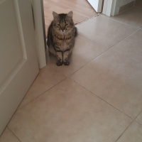 Tekir Kedi, Kedi  Tekila fotoğrafı