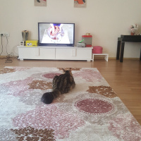 Tekir Kedi, Kedi  Tekila fotoğrafı