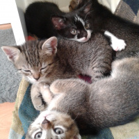 Tekir Kedi, Kedi  Kaktüs fotoğrafı