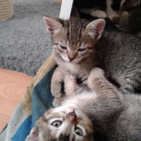 Tekir Kedi, Kedi  Kaktüs fotoğrafı