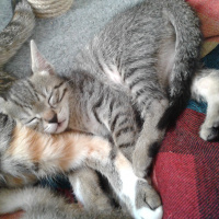 Tekir Kedi, Kedi  Kaktüs fotoğrafı