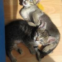 Tekir Kedi, Kedi  Kaktüs fotoğrafı