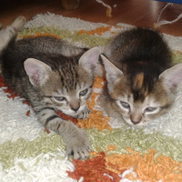 Tekir Kedi, Kedi  Kaktüs fotoğrafı