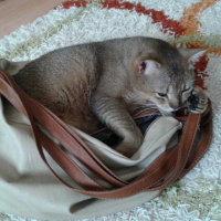 Tekir Kedi, Kedi  Kaktüs fotoğrafı