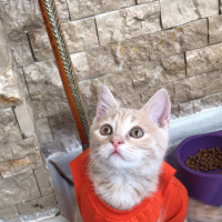 Scottish Fold, Kedi  ALEX fotoğrafı