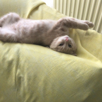 Scottish Fold, Kedi  ALEX fotoğrafı