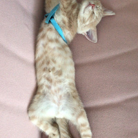 Scottish Fold, Kedi  ALEX fotoğrafı