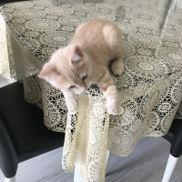 Scottish Fold, Kedi  ALEX fotoğrafı