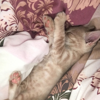 Scottish Fold, Kedi  ALEX fotoğrafı