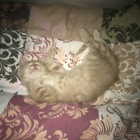 Scottish Fold, Kedi  ALEX fotoğrafı