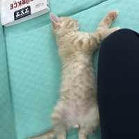 Scottish Fold, Kedi  ALEX fotoğrafı
