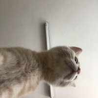 Scottish Fold, Kedi  ALEX fotoğrafı