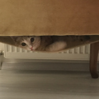 Scottish Fold, Kedi  ALEX fotoğrafı