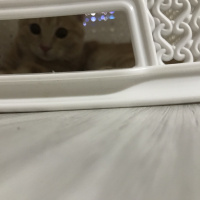 Scottish Fold, Kedi  ALEX fotoğrafı