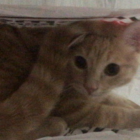 Scottish Fold, Kedi  ALEX fotoğrafı