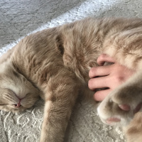 Scottish Fold, Kedi  ALEX fotoğrafı