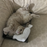 Scottish Fold, Kedi  ALEX fotoğrafı