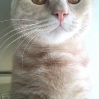 Scottish Fold, Kedi  ALEX fotoğrafı