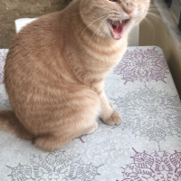 Scottish Fold, Kedi  ALEX fotoğrafı