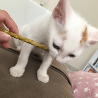 Tekir Kedi, Kedi  Sütlaç fotoğrafı