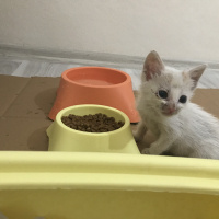 Tekir Kedi, Kedi  Sütlaç fotoğrafı