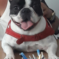 Fransız Bulldog, Köpek  Maya fotoğrafı