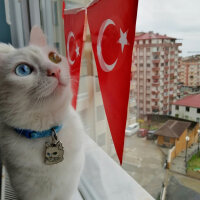 Ankara Kedisi, Kedi  mantı fotoğrafı