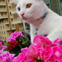 Ankara Kedisi, Kedi  mantı fotoğrafı