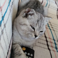 Scottish Fold, Kedi  İpek fotoğrafı