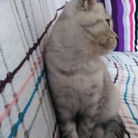 Scottish Fold, Kedi  İpek fotoğrafı