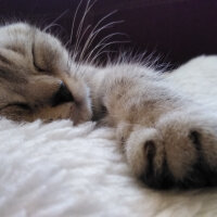 Scottish Fold, Kedi  İpek fotoğrafı