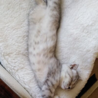 Scottish Fold, Kedi  İpek fotoğrafı