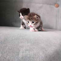 Tekir Kedi, Kedi  2 kardeşi sahiplendirmek istiyoruz fotoğrafı