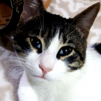 Tekir Kedi, Kedi  Boncuk fotoğrafı