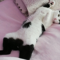 Tekir Kedi, Kedi  FEZA fotoğrafı